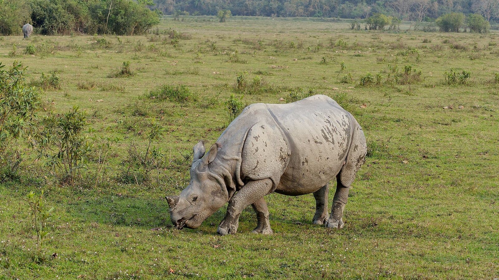 Assam Wildlife & Tea Trails