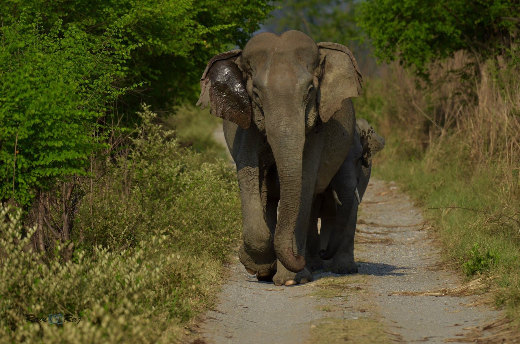 Jim Corbett National Park