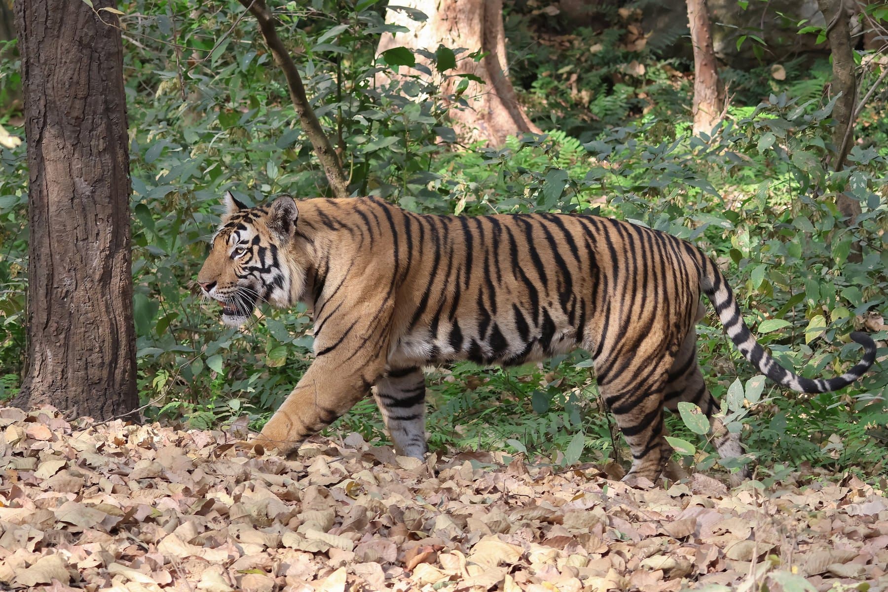 Kanha & Bandhavgarh Tiger Trail