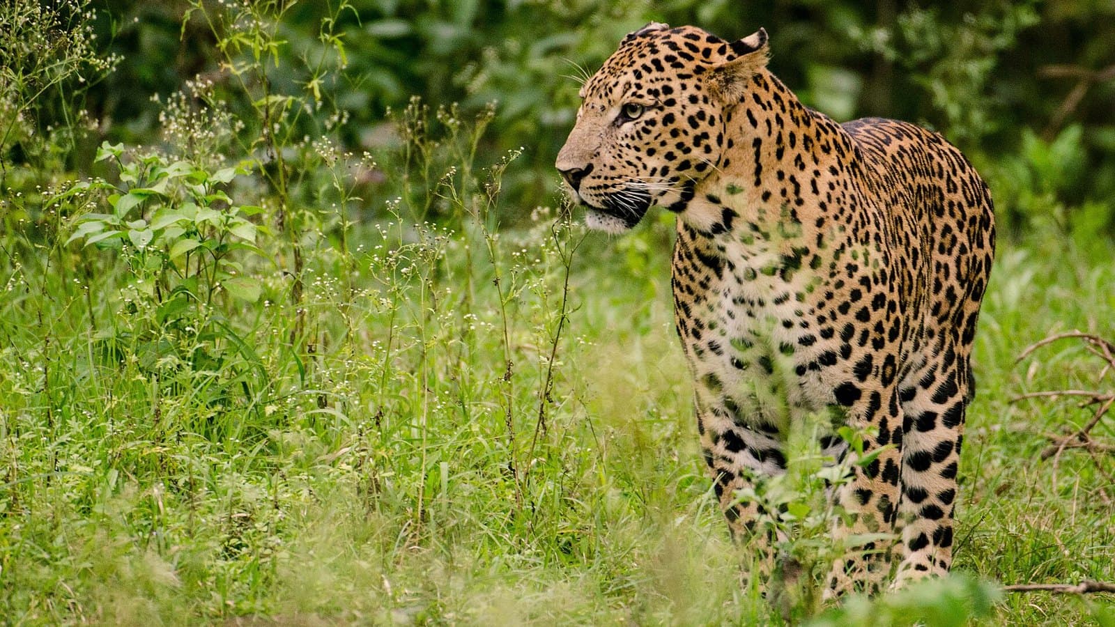 Karnataka Golf & Wilderness Escape