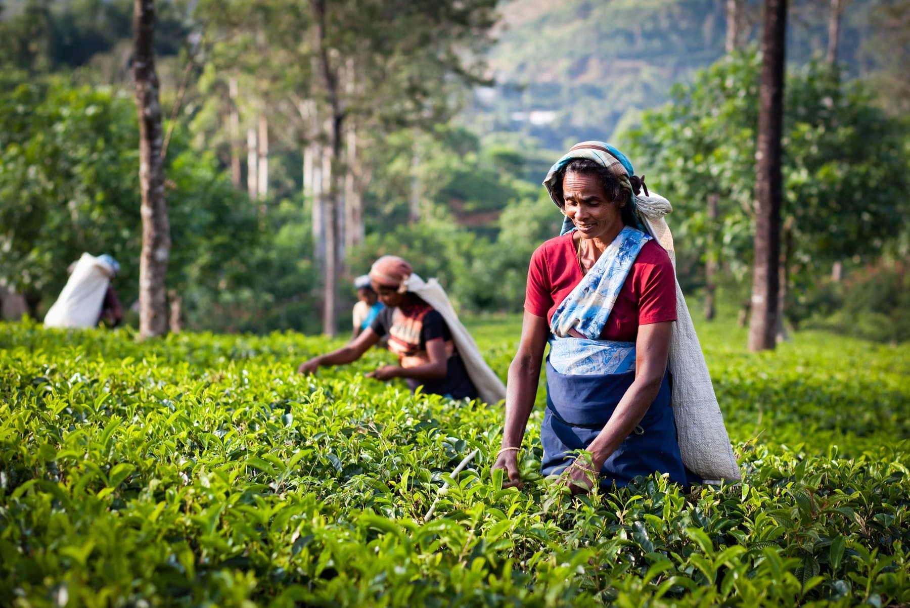 Pt11 A: Tea, Coffee & Spice Trail