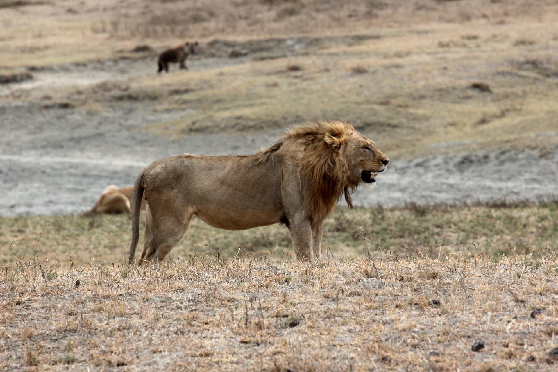 Tanzania Safari